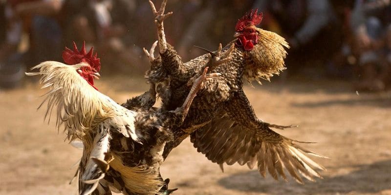 Dấu hiệu nhận biết cầu đá gà trong thực tế