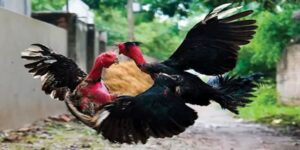 Hiểu đúng về gà chọi trong văn hóa truyền thống