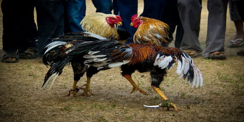 Kinh nghiệm chọn chiến kê thắng lớn