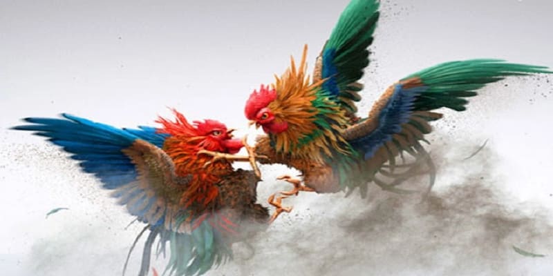 Đá gà Luật chơi và cách đặt cược trong đá gà xóc đĩa online
