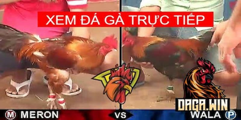 Trực tiếp đá gà Lý do nên chọn Trực tiếp đá gà trên nền tảng xóc đĩa online