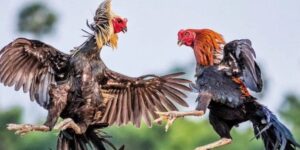 Mẹo cá cược đá gà trực tiếp