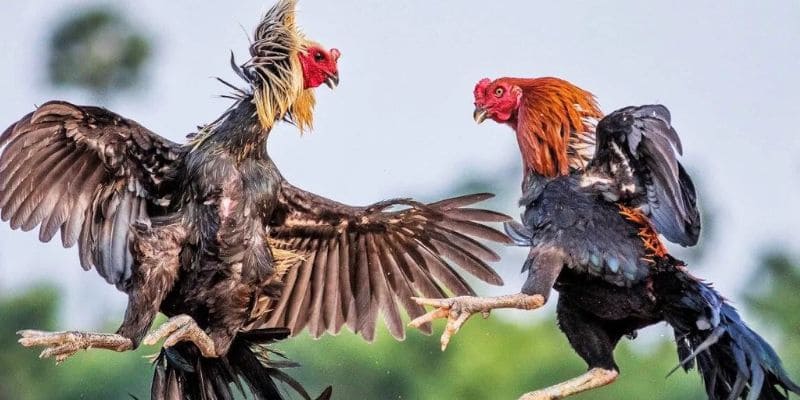 Mẹo cá cược đá gà trực tiếp Những điều cần biết trước khi chơi cá cược đá gà