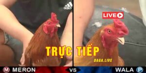 So sánh Trực tiếp đá gà online với đá gà truyền thống