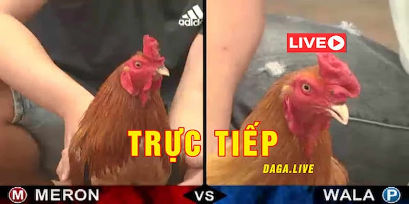 Trực tiếp đá gà So sánh Trực tiếp đá gà online với đá gà truyền thống
