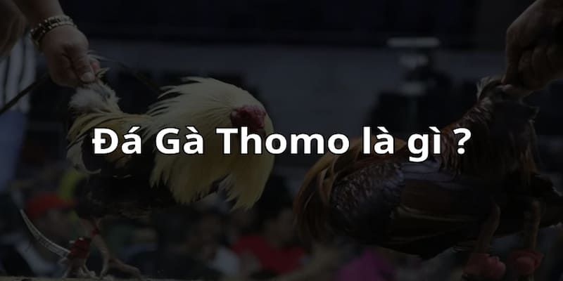 Đá gà Thomo online Ưu điểm vượt trội khi chơi Đá gà Thomo online tại xóc đĩa online